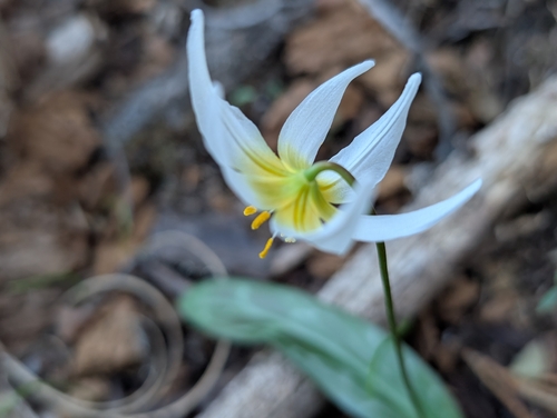 Erythronium helenae, photograph 1