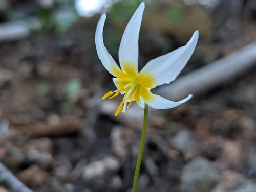 Erythronium helenae, photograph 2