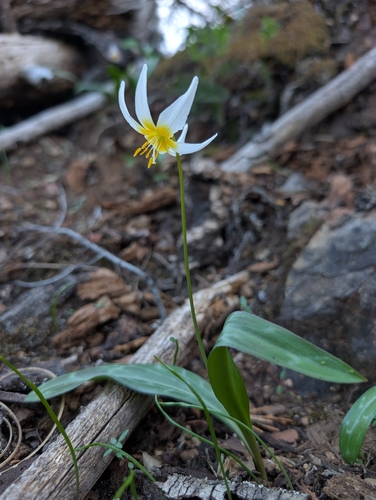 Erythronium helenae, photograph 3