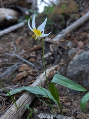 Erythronium helenae, photograph (c) Ken-ichi Ueda, some rights reserved (CC BY)