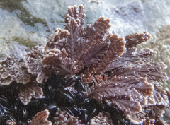 Arthrocardia corymbosa