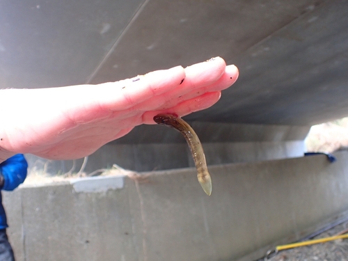 Japanese rock-climbing goby (Sicyopterus japonicus) — Gobiidae — 2