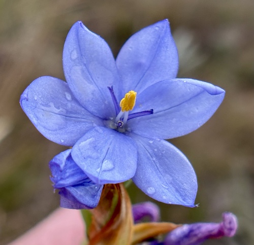 Orthrosanthus chimboracensis, photograph 4