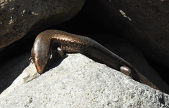 Chalcides sexlineatus bistriatus