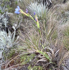 Orthrosanthus chimboracensis, photograph author not stated, no rights reserved