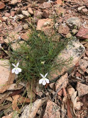 Lithotoma anethifolia