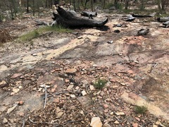 Lithotoma anethifolia