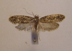 Lysiphragma epixyla