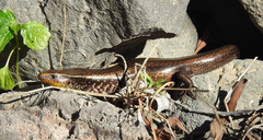 Chalcides sexlineatus bistriatus