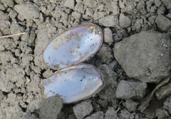 Unionoidea