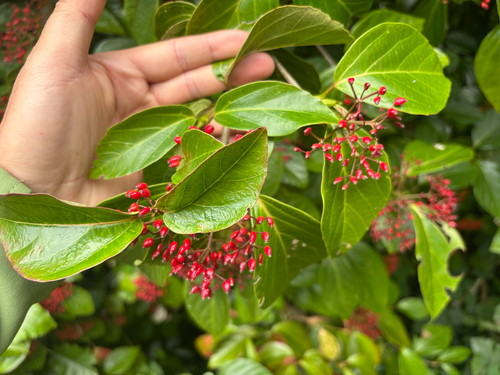 Japanese viburnum (Viburnum japonicum)