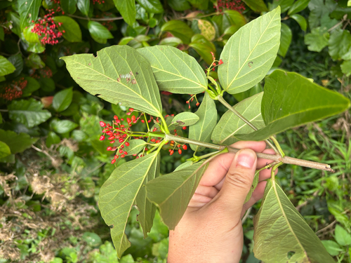 Viburnum japonicum, photograph 1