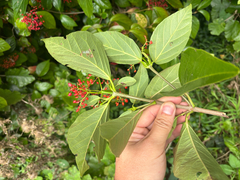 Viburnum japonicum, photograph (c) Damon H, some rights reserved (CC BY)