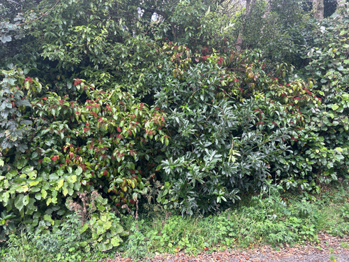 Viburnum japonicum, photograph 2