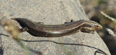 Chalcides sexlineatus bistriatus