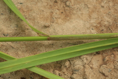 Carex gmelinii
