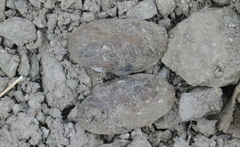 Unionoidea