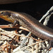 Cylindrical Skinks - Photo (c) Siegfried Troidl, some rights reserved (CC BY-NC), uploaded by Siegfried Troidl