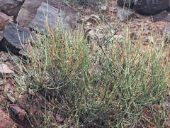 Ephedra nevadensis