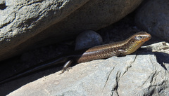 Chalcides sexlineatus bistriatus