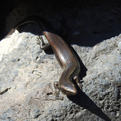 Chalcides sexlineatus bistriatus