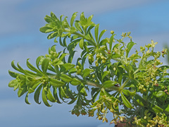 Galium tomentosum