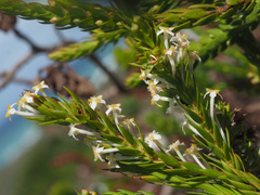 Struthiola salteri