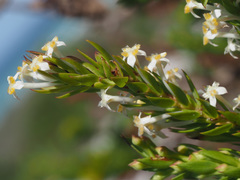 Struthiola salteri