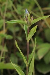 Gentiana triflora