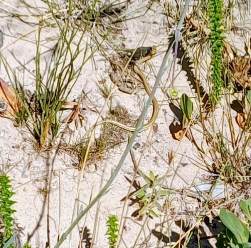 Cross-marked Sand Snake