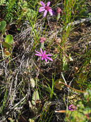 Senecio hastifolius