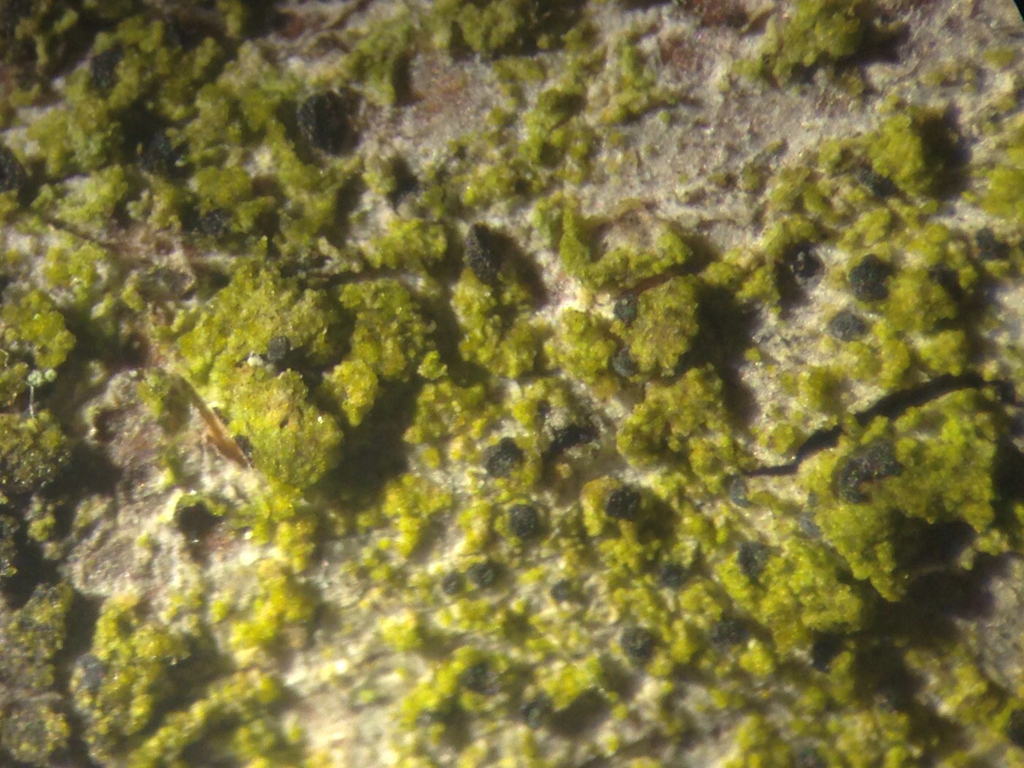 Gassicurtia