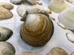 Cyclina sinensis