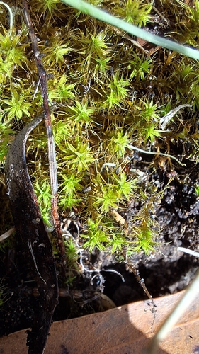Bearded Screwmoss (Pseudocrossidium crinitum)