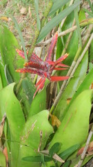 Aechmea tillandsioides