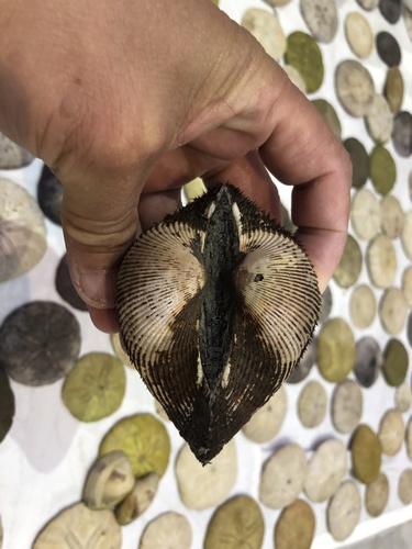 Broughton's Blood Cockle