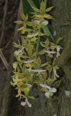 Epidendrum stamfordianum