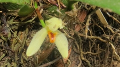 Maxillaria hedwigiae