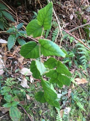 Lonicera hypoglauca