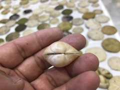 Cyclina sinensis