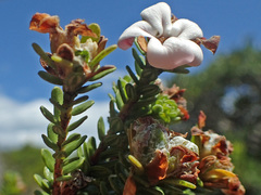 Adenandra obtusata