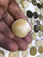 Cyclina sinensis
