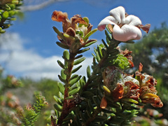 Adenandra obtusata