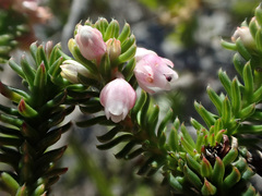 Erica pulvinata