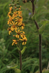 Ligularia fischeri