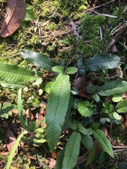 Grypothrix triphylla