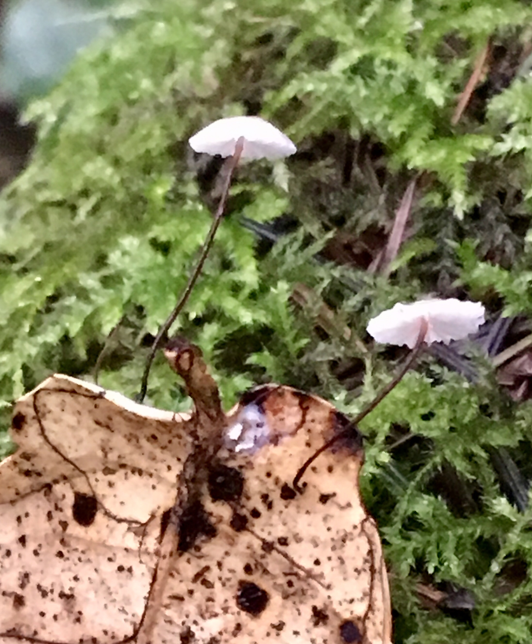 Gymnopus quercophilus image
