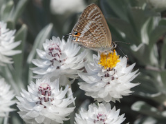 Syncarpha argyropsis