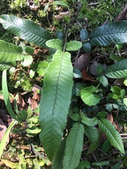 Grypothrix triphylla