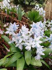 Puschkinia scilloides